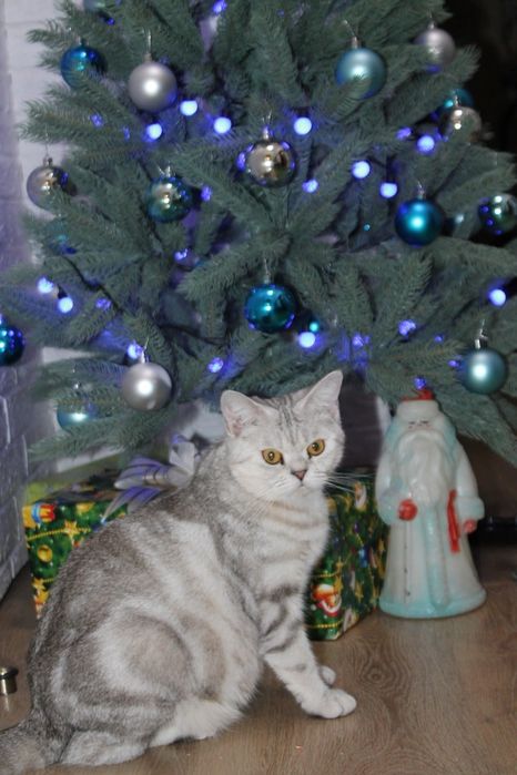 Британская кошка