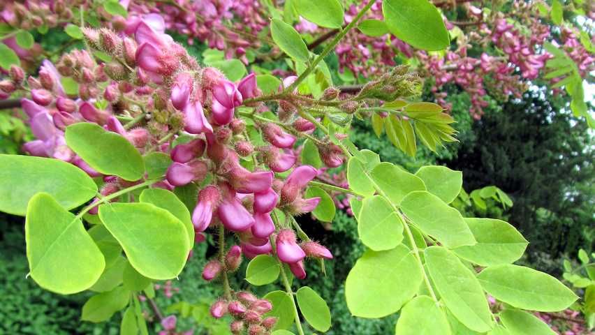 Акация - Налични 2 цвята