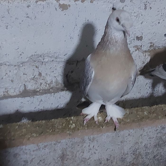 Такла насачуби самец лет с игрой