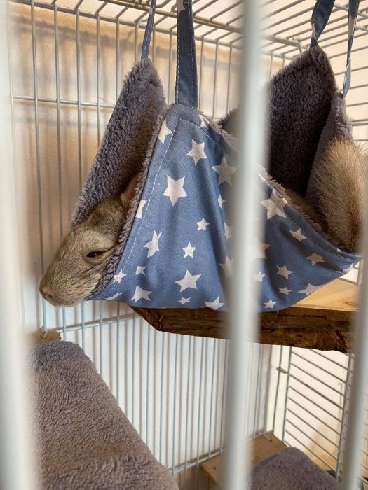 Хамак за чинчила