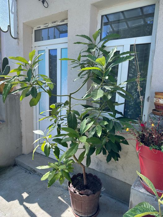Avocado de vanzare
