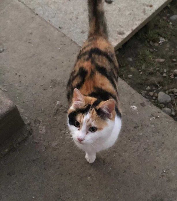 Pisicuți pentru adopție