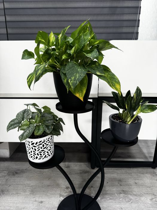 Сциндапсус пиктус аргуреус, монстера, эпипремнум, комнатные цветы