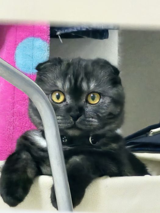 Шотландский котенок
