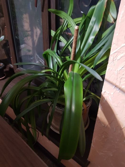 Растение  комнатное