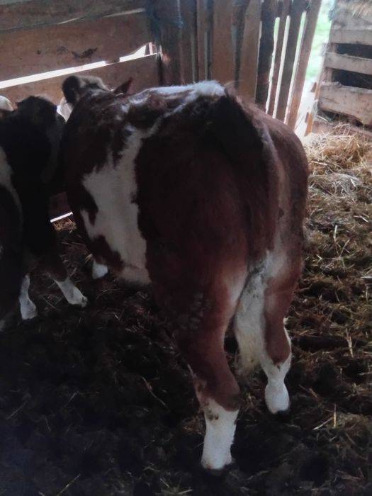 Vind vițea de 5 luni bună de ținut