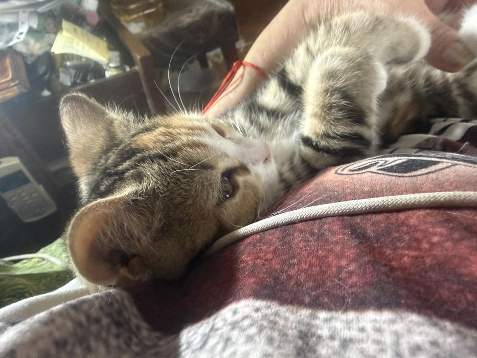 Породисти котета