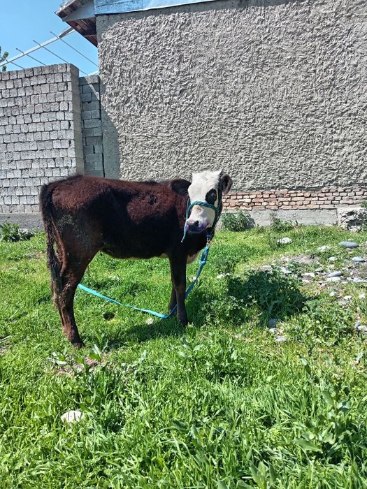 Кочарча сотилади