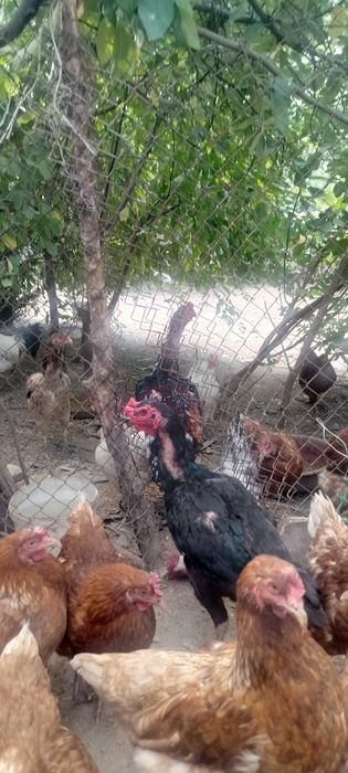Продаются куры дакан вьетнам