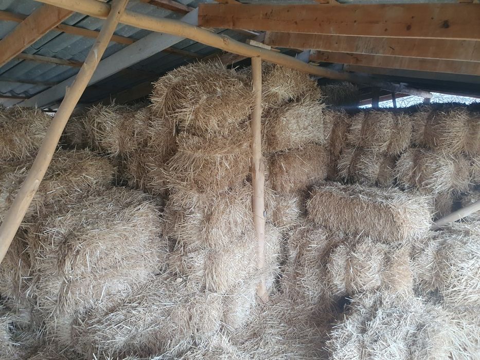 Сомон пресс котта