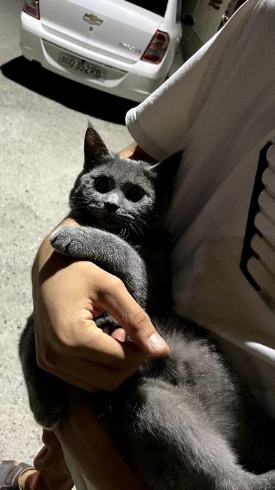 Скотиш страйт4 месяц