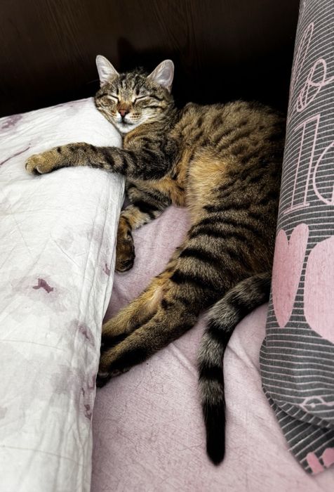 Женско коте търси дом