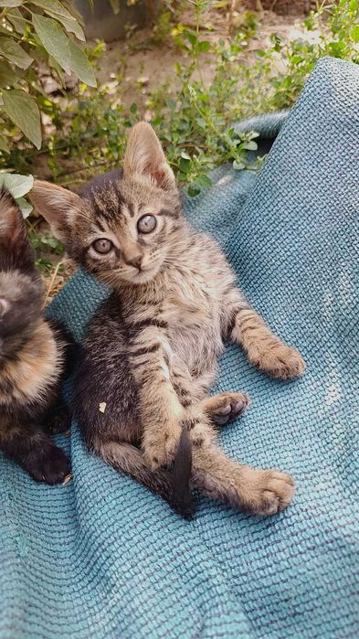 Отдам в добрые руки