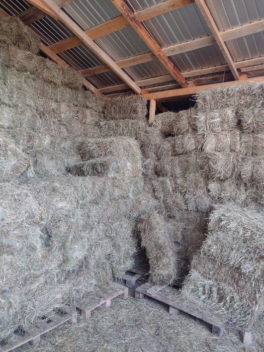 Baloti fan or Lucerna drept.500.Rotunzi min.40.La Tir trans.Innclus>RO