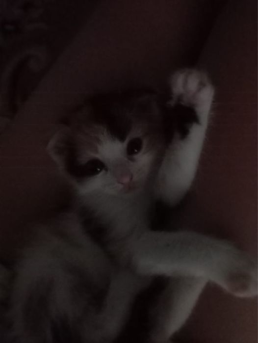 Отдаю веслоухих котят