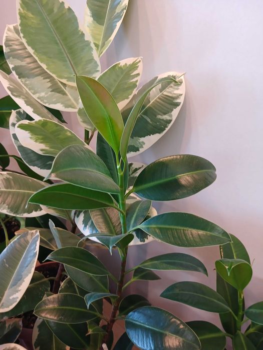 Продам взрослые фикусы