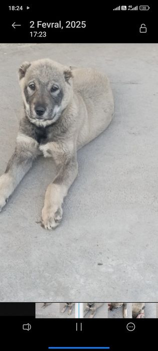 Alabay bolasi sotiladi