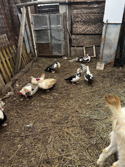 Продам семью индоуток