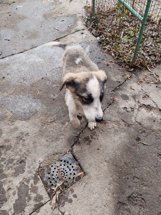 Отдам в добрые руки