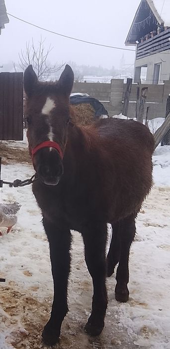 Mânz de 6 luni de vânzare