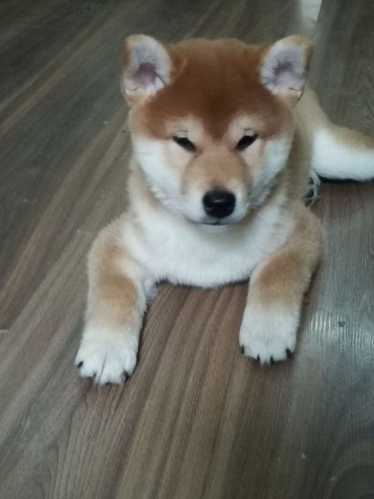 Продаются щенки Сибо-ино "Shiba-ino"