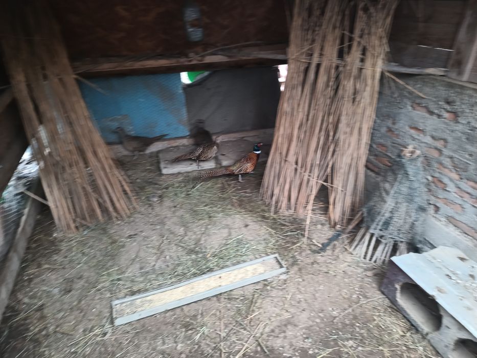 Vând familie de fazani comuni