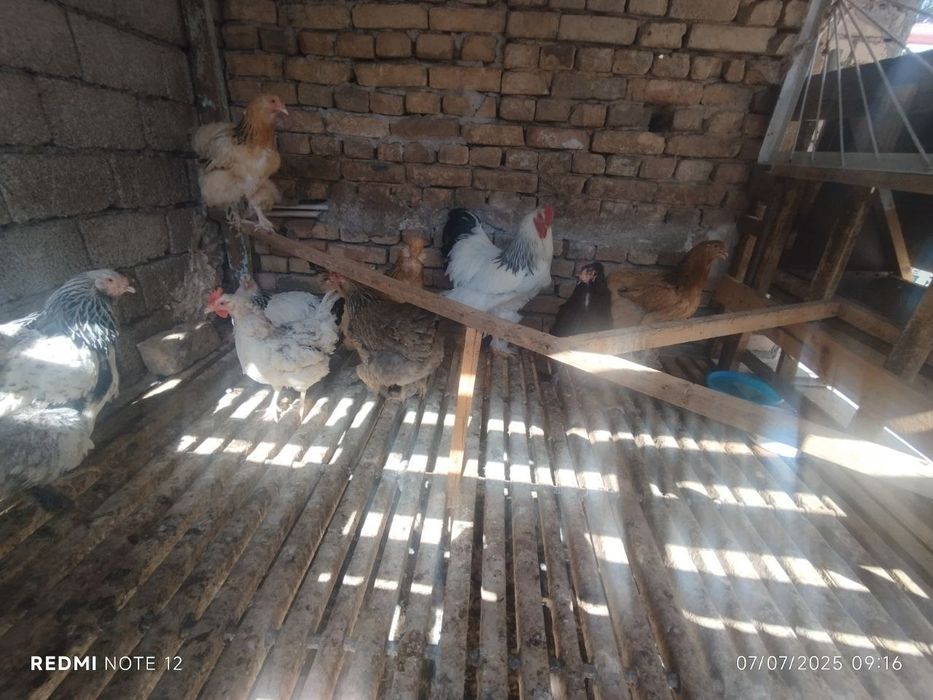 Morjlarda yalangoch suzayotgan odamlar.