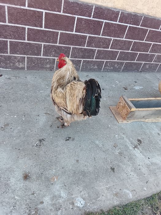 Брама кораз сатылады