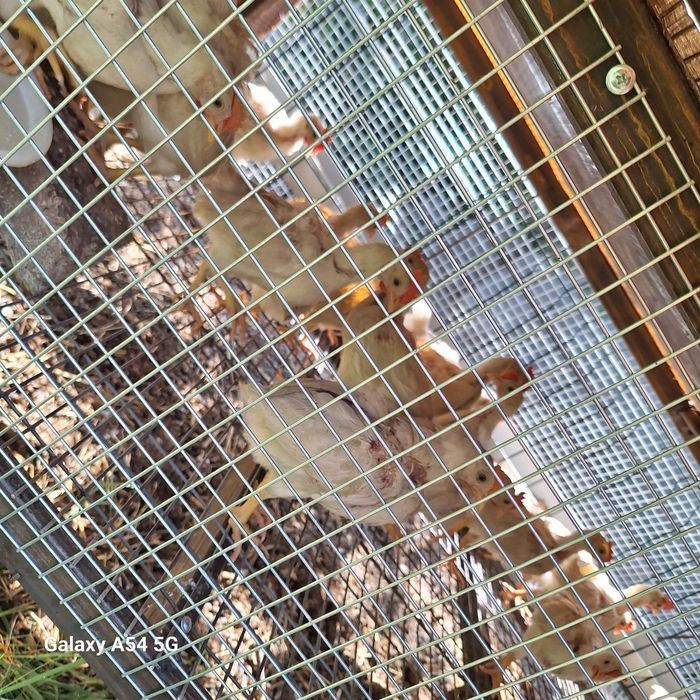 Xanlayn jojalar sotiladi xoroz va tovuq jojalari 40 kunlik .