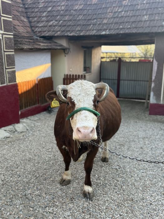 Vaca gestanta in 9 luni