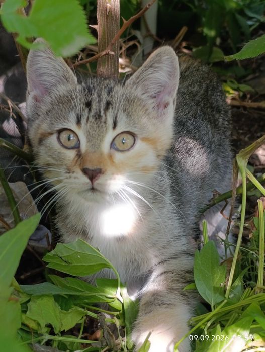 Котята ищут своих людей