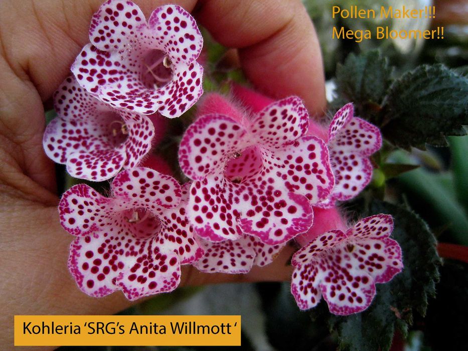 Kohleria , 8 butasi cu Radacina -culori mixte