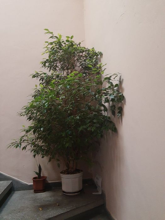 Красив и голям фикус Бенджамин