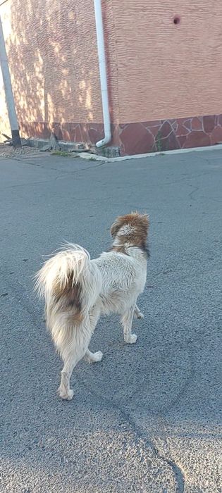 Пропала собака кабель крупный белый