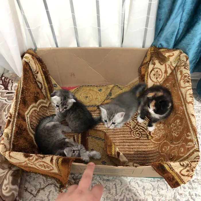 Шотландский котята