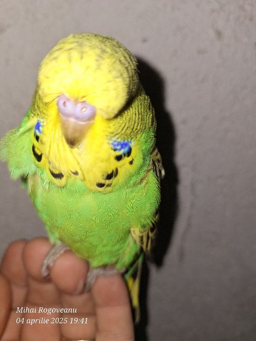 Peruși ondulati , agapornis, nimfe, canari ,gulzi ,etcCumpana