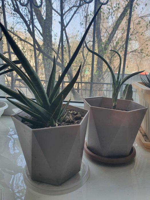 Комнатные цветы 2 вида