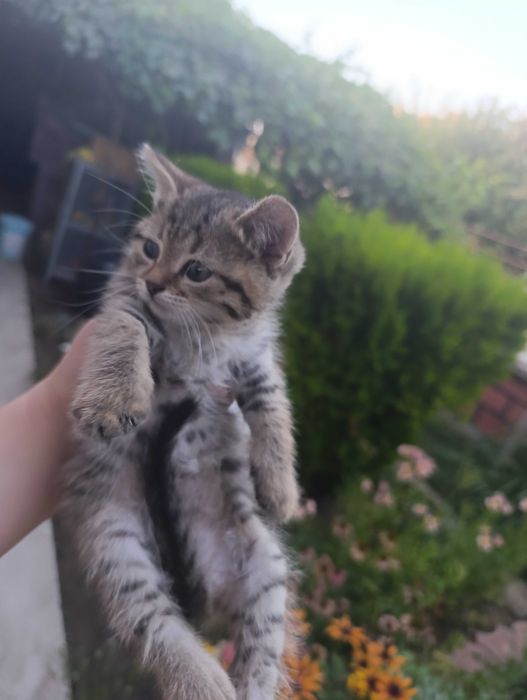 Британско коте таби