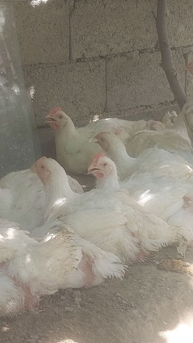 Бролер сотамиз 35 кунлик 45 кунлик бор