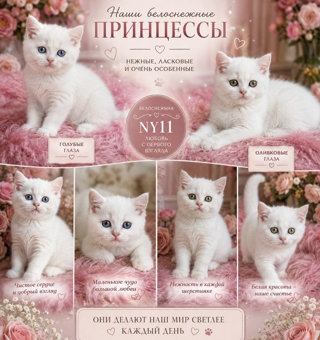 Котята Белые Клубные девочки
