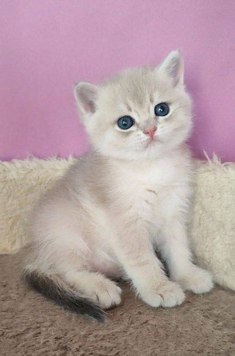 Vladikavkazdagi saunada jinsiy aloqa