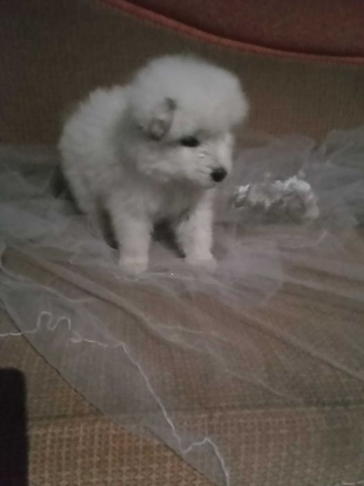 Уникальные щенки