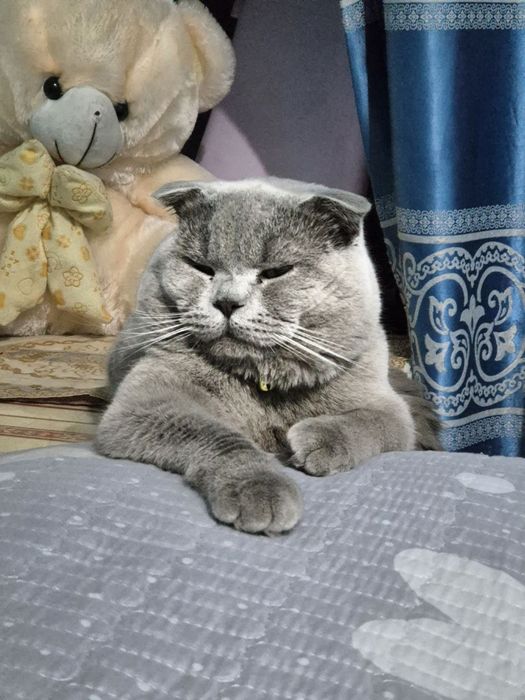 Mushuk: Britansky skottish