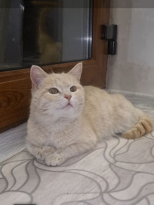 Персик ищет красотка ищут мампап. Доставлю!