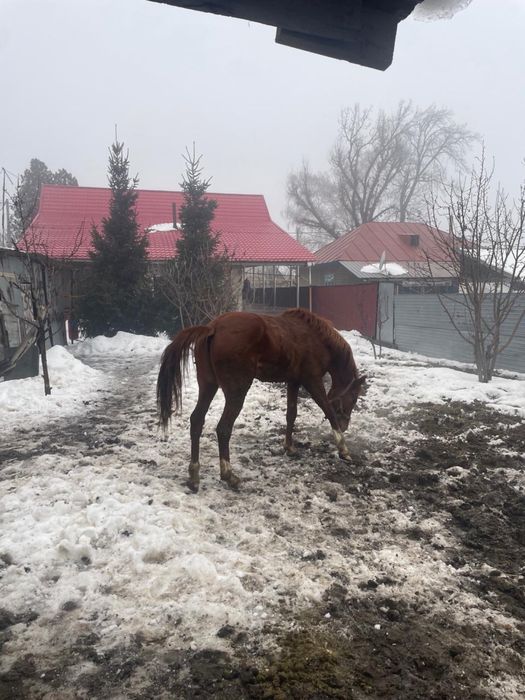 Ат сатылады Құнан, 2,9ай