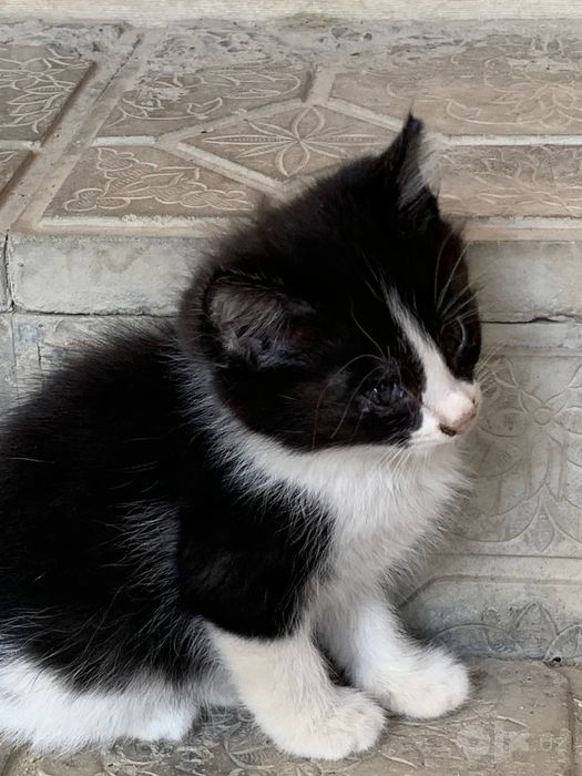 Котята и кошка даром в добрые руки