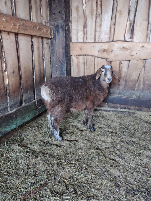 Продам кошкарчика!!!