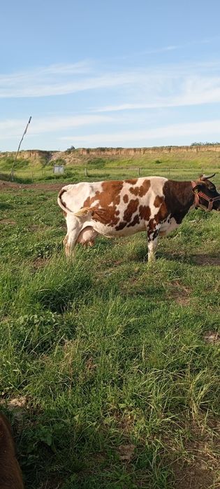 Vacă în vârstă de 9 ani , gestanta in 7 luni