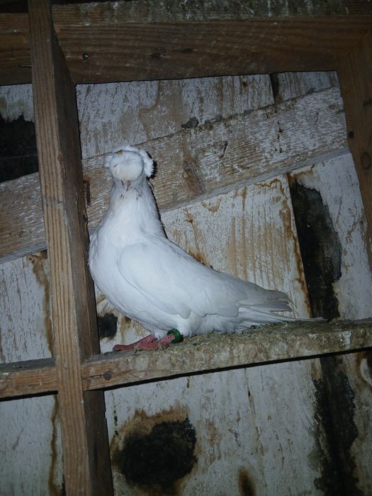 Porumbei de ornament