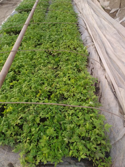 Продаётся рассада помидор